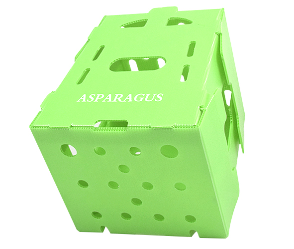 Corrugated Plastic Asparagus Box